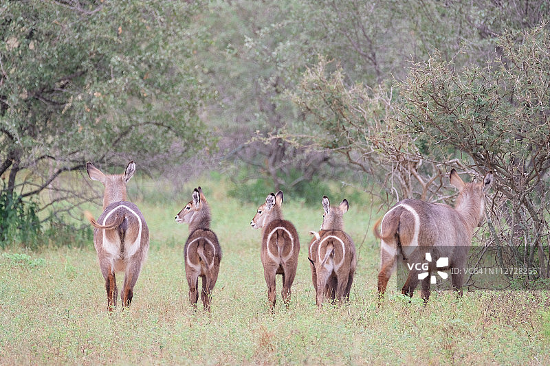 一群水羚站在田野里，背上有目标图片素材