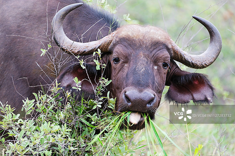 水牛咀嚼草特写图片素材