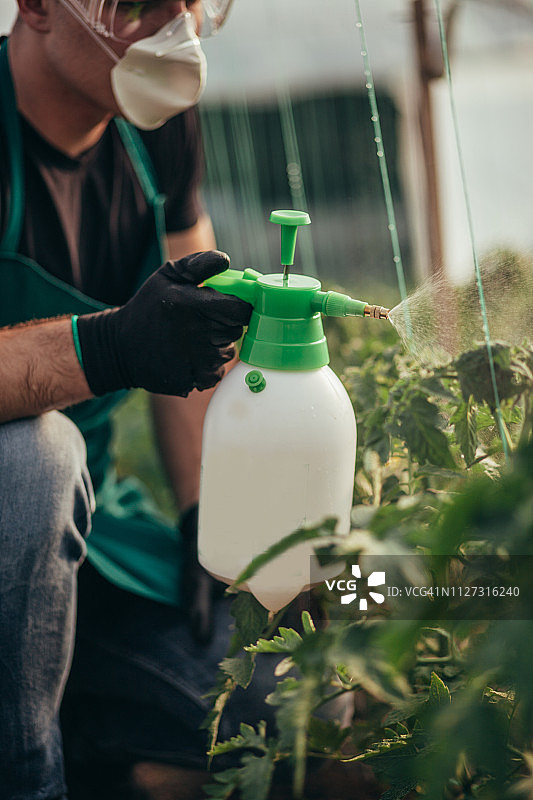 男人在农场喷洒植物图片素材