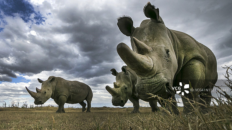 两只北方白犀牛雌性与南方白犀牛同行（在左侧）图片素材