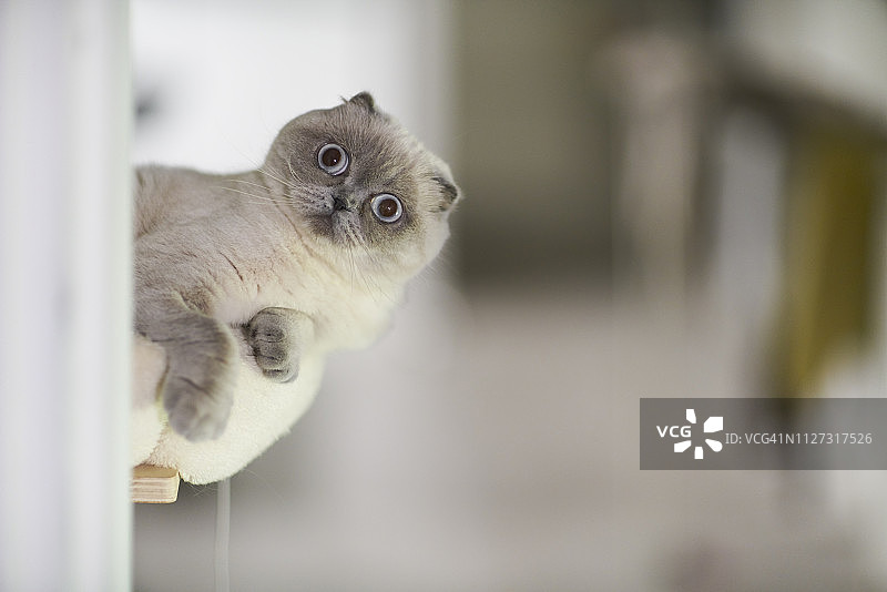 玩耍的苏格兰折耳猫图片素材