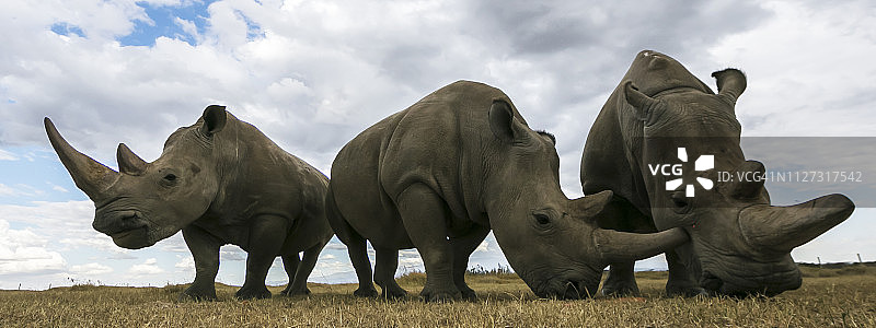 两只北方白犀牛雌性与南方白犀牛同行（在左侧）图片素材