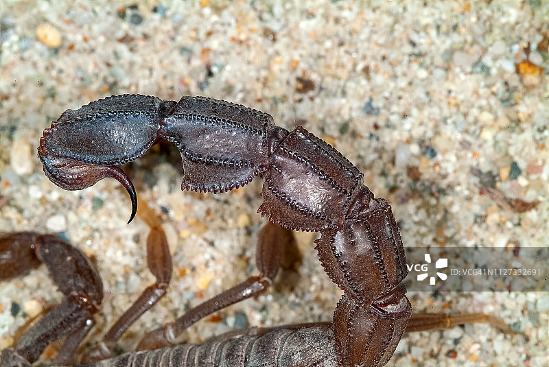 粗尾蝎图片素材