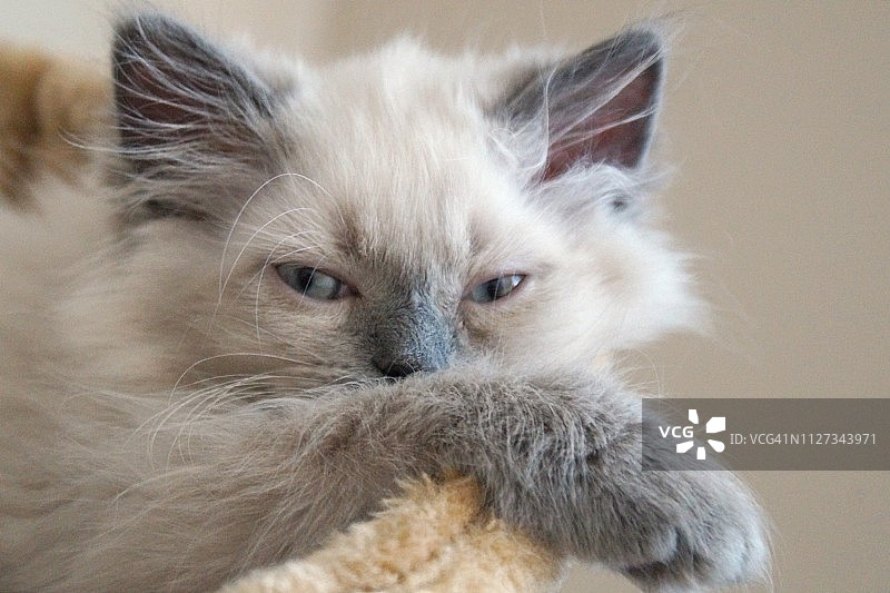 困倦的喜马拉雅蓝重点色/布偶小猫图片素材