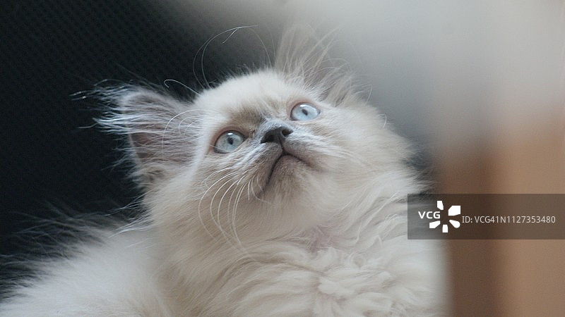 好奇的，睁大眼睛的喜马拉雅/布偶小猫图片素材