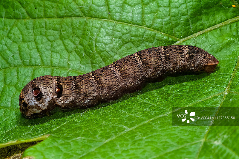 小象鹰蛾毛虫图片素材