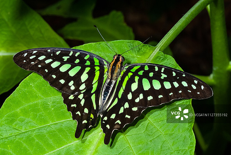 尾凤蝶图片素材