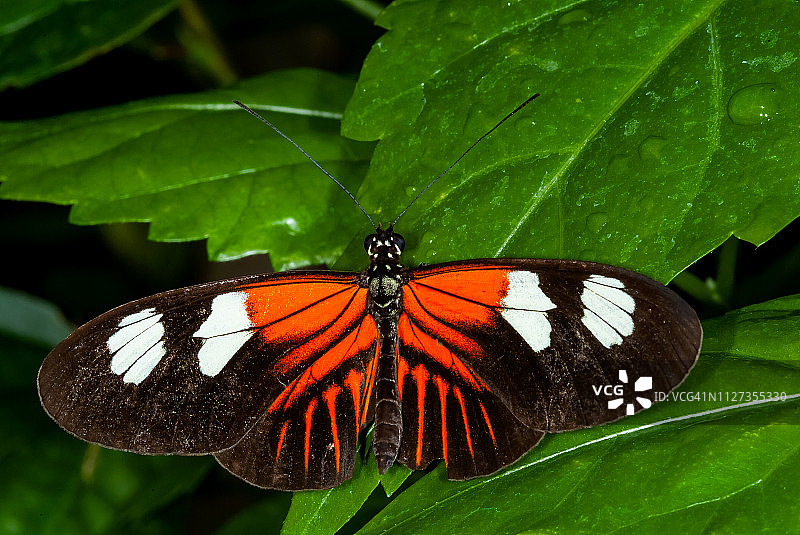 红邮递员蝴蝶图片素材