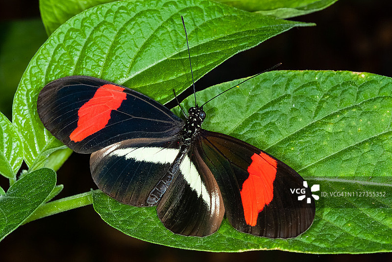 红邮递员蝴蝶图片素材