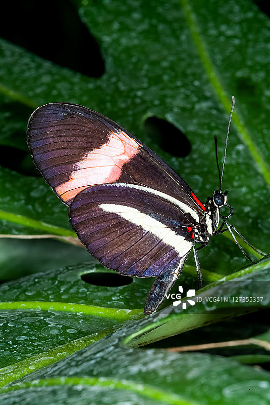 红邮递员蝴蝶图片素材