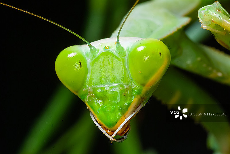 绿螳螂——非洲螳螂图片素材