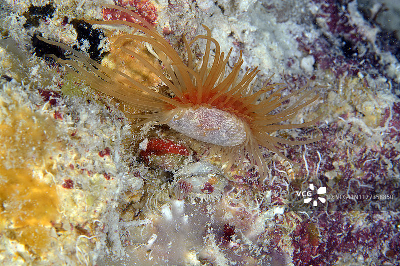 粗糙的蛤蜊图片素材