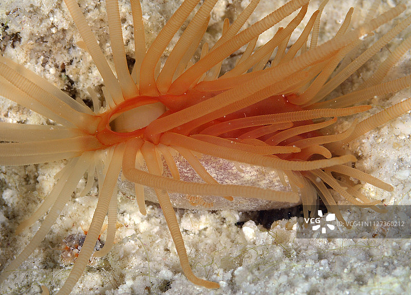 粗糙的蛤蜊图片素材