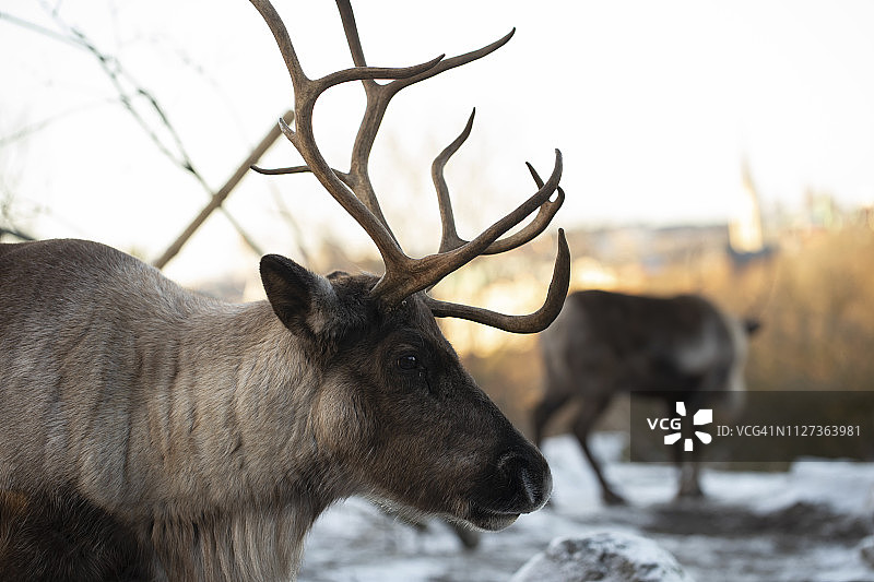 驯鹿图片素材