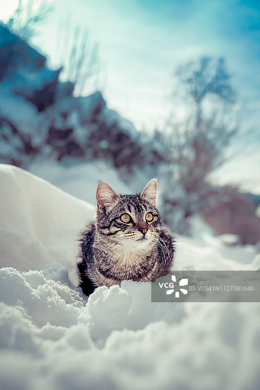 雪地里生气的缅因猫幼崽向右看图片素材