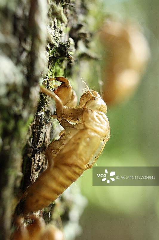 空的蝉蜕图片素材
