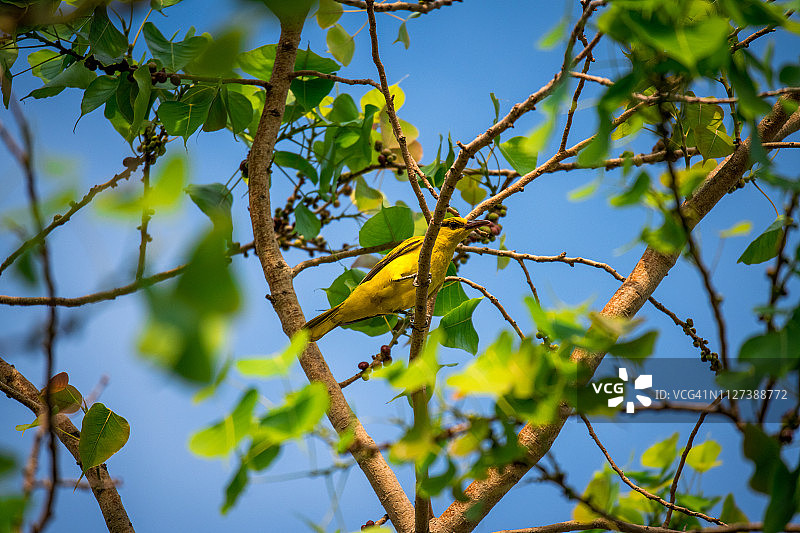 黑枕黄鹂图片素材