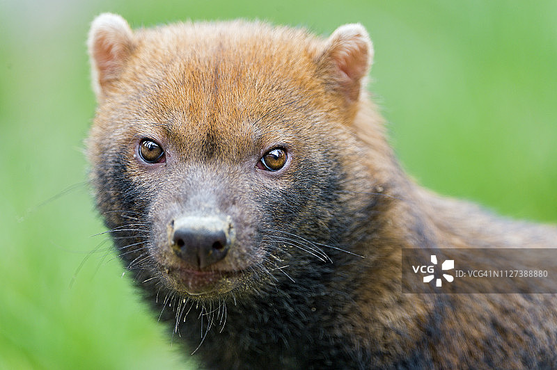 丛林犬肖像图片素材
