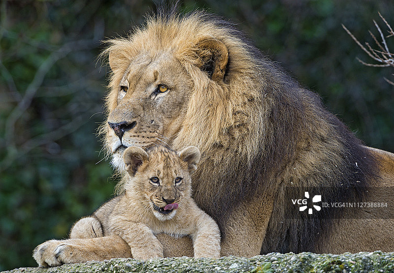 雄狮与幼崽合影图片素材