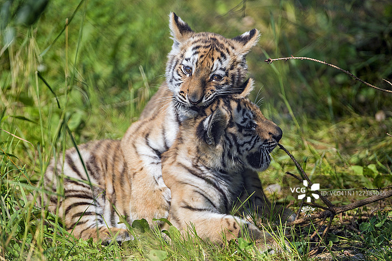 玩耍中的小老虎图片素材