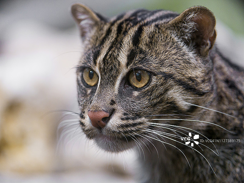 钓鱼猫特写图片素材
