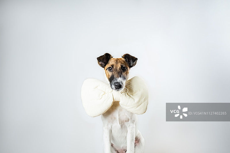 戴着玩具领结的可爱光滑的狐狸梗犬幼犬坐在孤立的工作室背景中图片素材