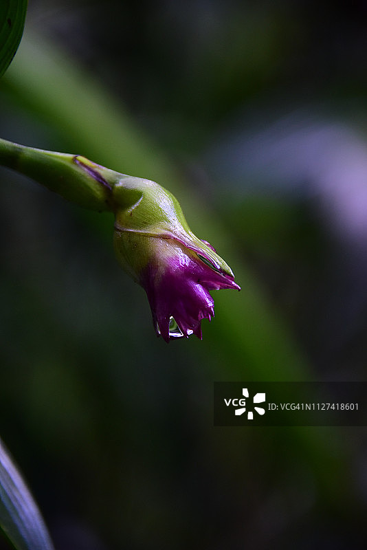 紫花埃兰图片素材