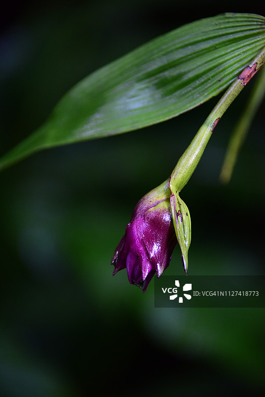 紫花埃兰图片素材