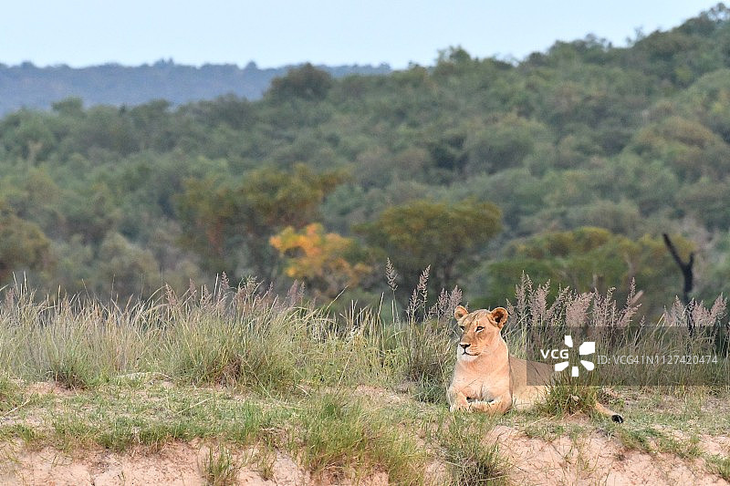 母狮在山丘高草中休息图片素材