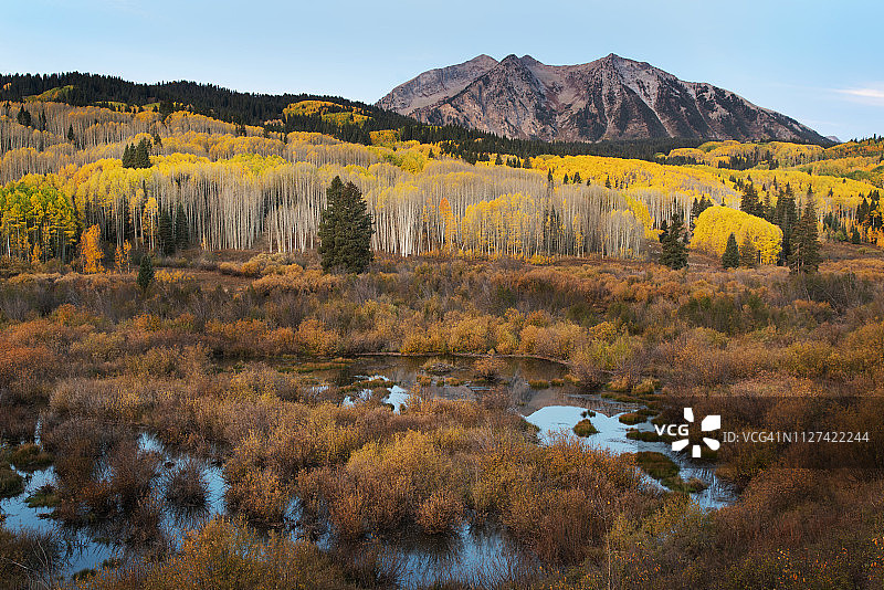 秋季的白杨树图片素材