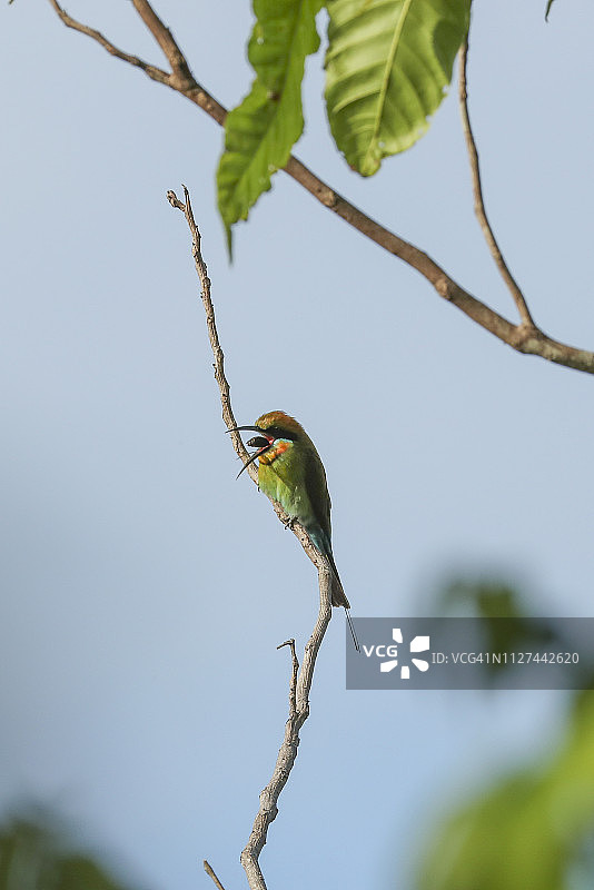 彩虹食蜂鸟反刍昆虫残骸图片素材