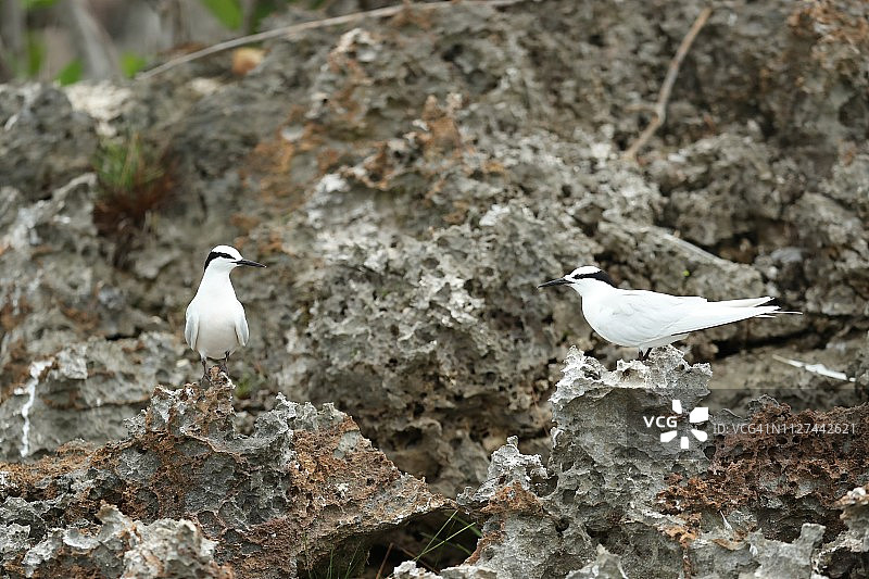 栖息在小岛上的黑枕燕鸥图片素材