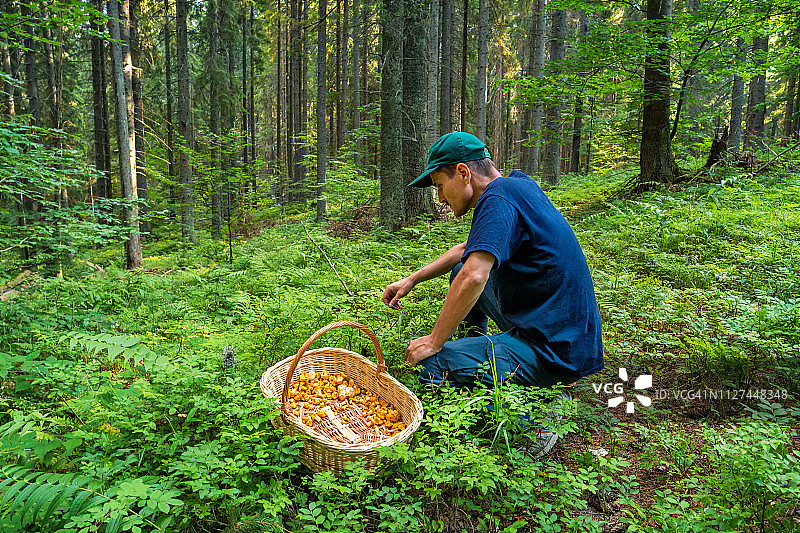 在森林里采蘑菇的男人图片素材