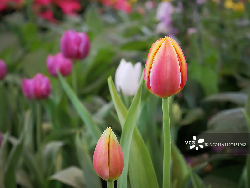 特写，黄红色郁金香花，选择性对焦。图片素材