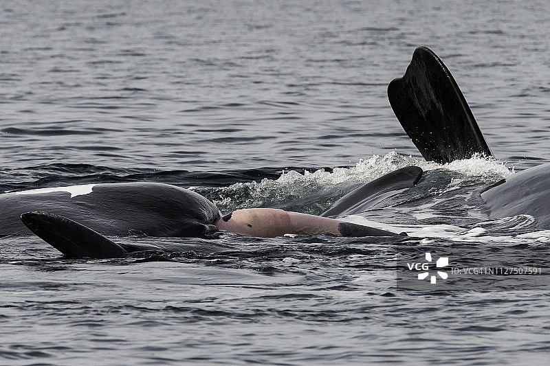 阿根廷瓦尔德斯半岛，这些鲸鱼的产犊和交配季节期间，南方露脊鲸正在交配。可以看到雄鲸的阴茎。图片素材