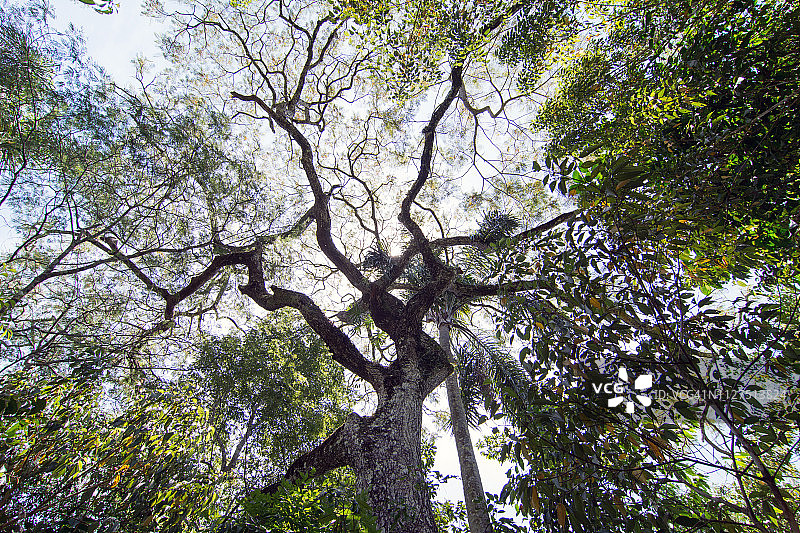 阿根廷米西奥内斯省亚热带雨林中的Ybira Pita树图片素材