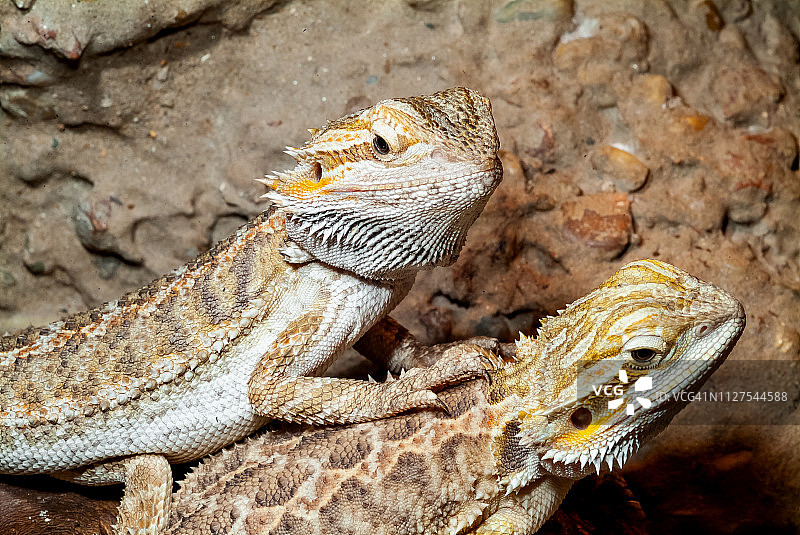 中部髯狮蜥图片素材