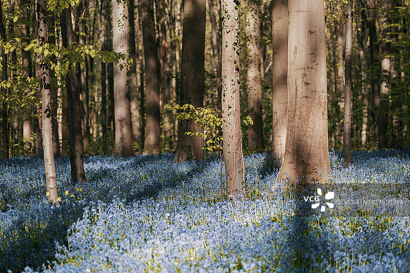 比利时哈勒博斯森林：蓝铃花森林图片素材