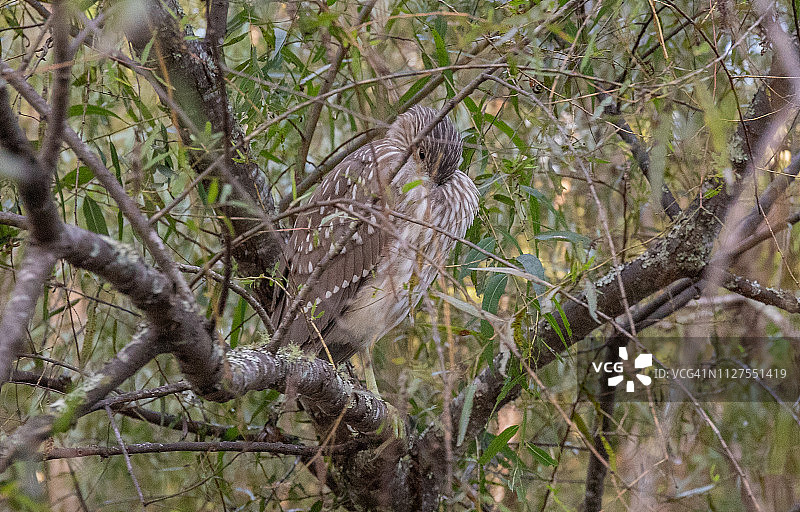 路易斯安那州珠江夜鹭图片素材