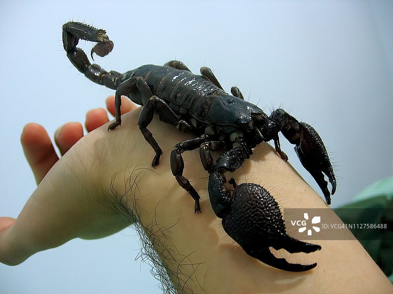 手上的巨型帝王蝎图片素材