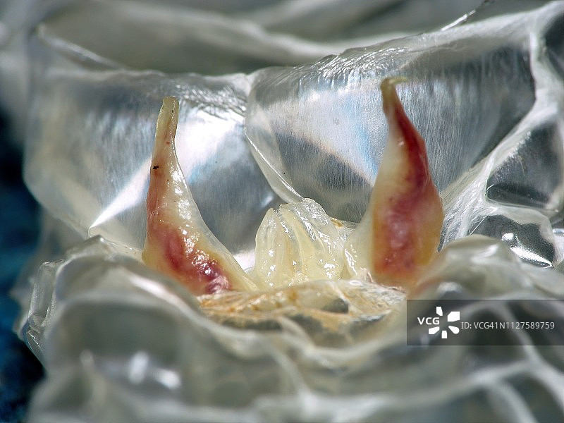 蛇蜕皮的泄殖腔鳞片图片素材