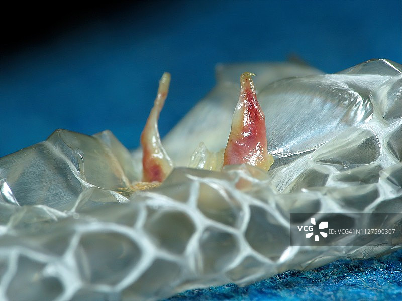 蛇蜕皮的泄殖腔鳞片图片素材