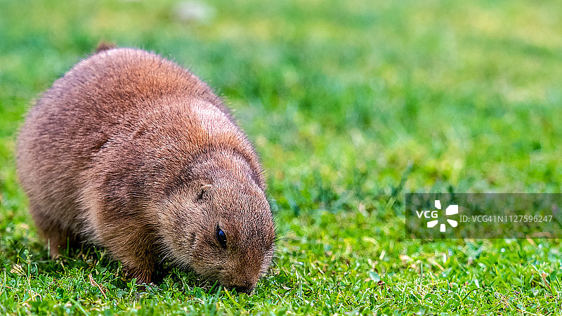 草原犬鼠图片素材