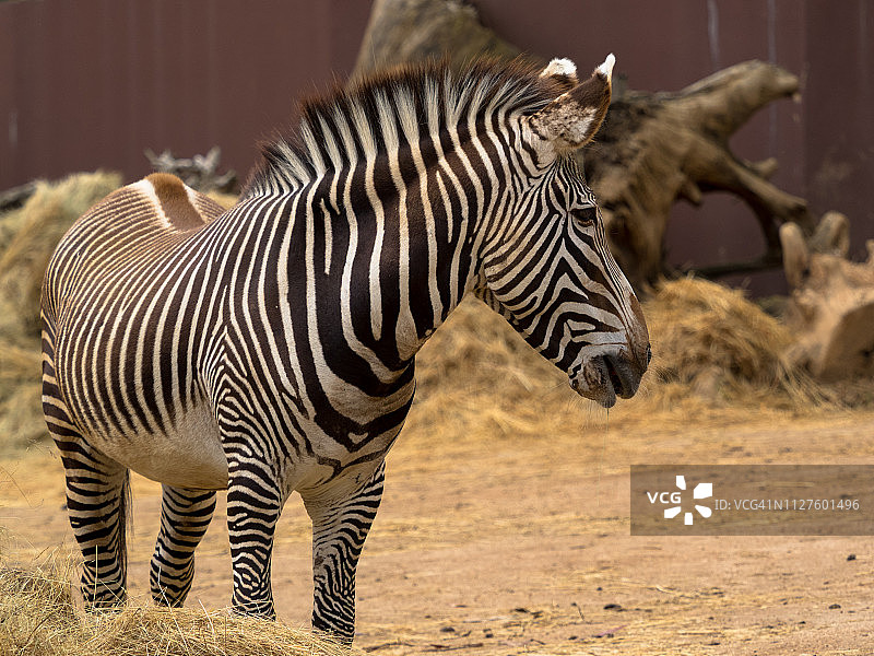成年斑马图片素材