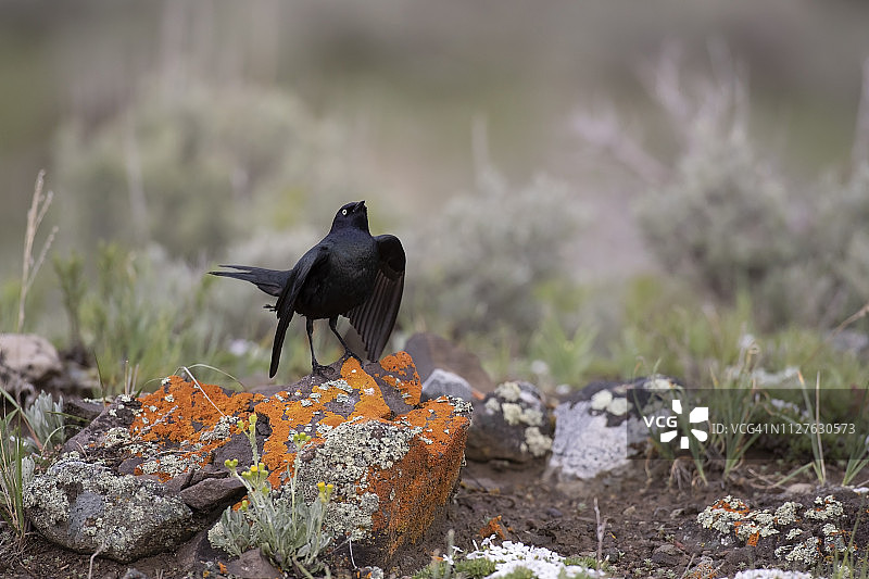 正在向伴侣展示的黑鹂图片素材