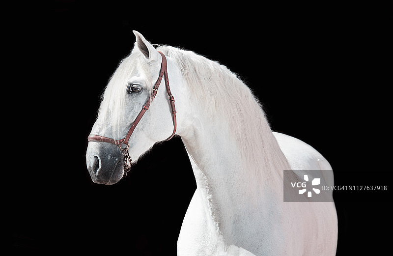 黑色背景上的白色安达卢西亚种马肖像图片素材