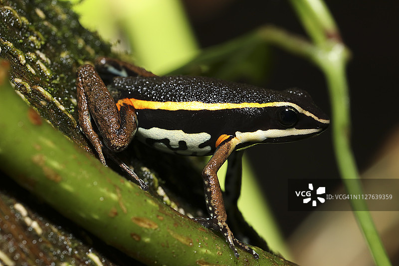 斑腿毒蛙栖息在卡拉斯科国家公园的树干上图片素材