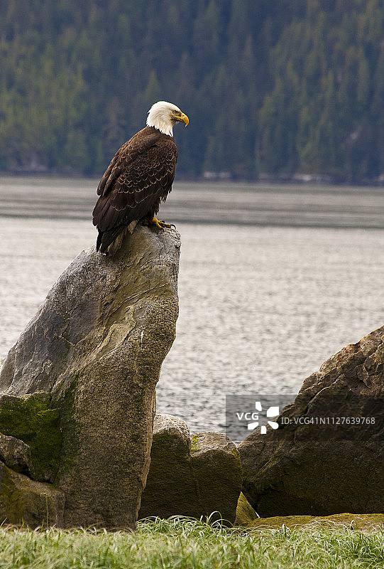栖息的白头海雕图片素材