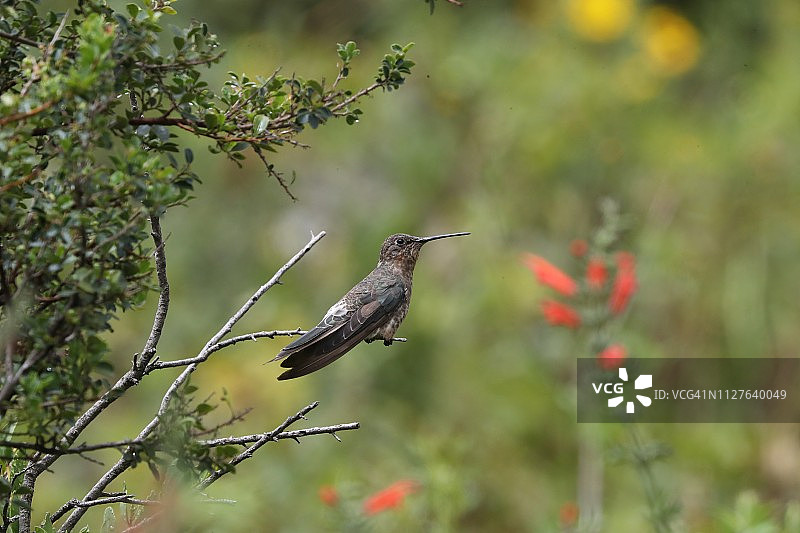 巨型蜂鸟图片素材