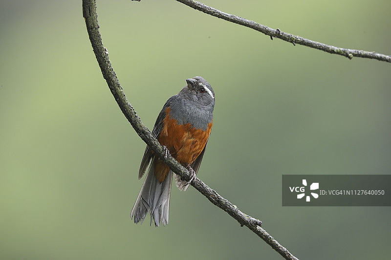 红腹山雀图片素材